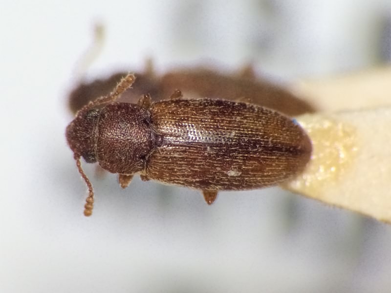 Leucohimatium langii (Solsky, 1866)